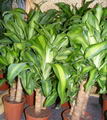 Dracaena Massangeana